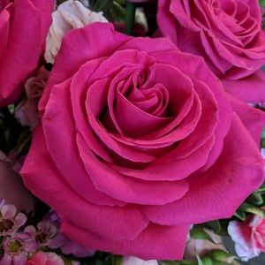 Meet your Posher, Francesca